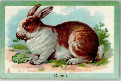 Rabbit Lithographie Tucks Postcard Educational Series No.4 Domestic animals