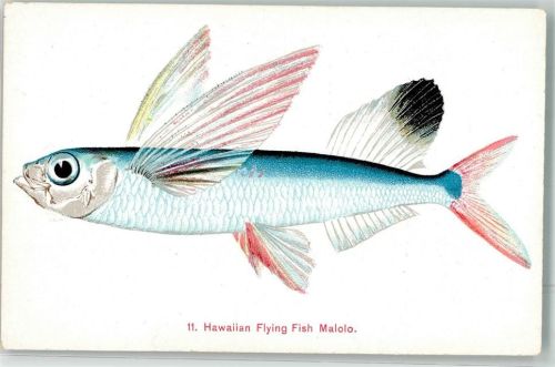 Honolulu Hawaii Malolo Flying Fisch Ort lt. Verlag