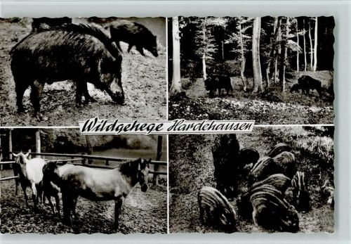 Hardehausen Wildgehege , Foto 1962 AK Frischlinge