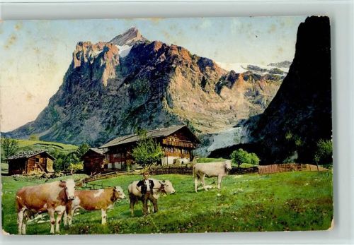Alpvieh und Alm - Hirte 1911 AK