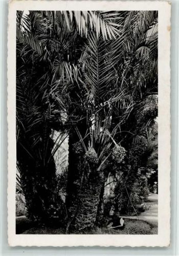 Elche Priestergarten Palme "Las Mellizas"