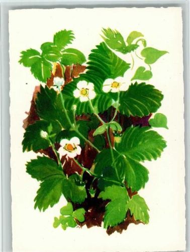 1960 Schweizer Pfadfinderinnen - Naturschutz Beeren