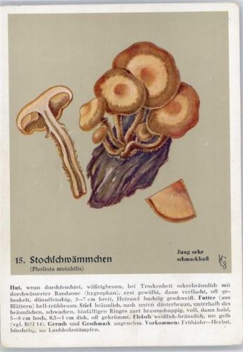 Nr. 15 Stockschwämmchen - Heil- und Nährkräfte aus Wald und Flur