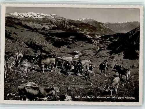 Piz Mundaun Blick gegen Rheinthal Kuhhirte