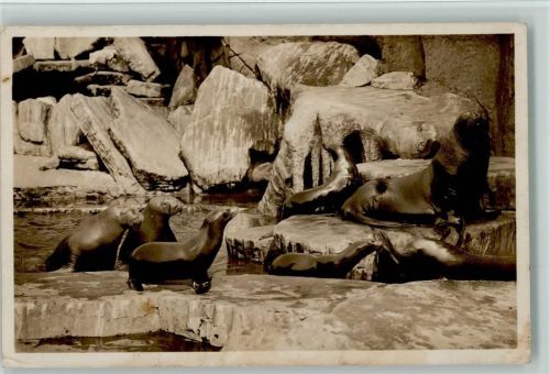 Nordland Panorama , Seebären, Seelöwen, Walrosse 1927 Foto AK