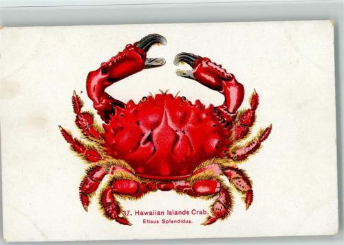 Nr. 37 Hawaiian Island Crab - Krabbe - Verlag Jas. Steiner Honolulu