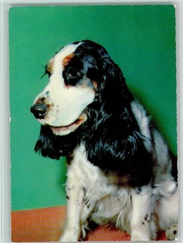 Spaniel ca 1965 AK