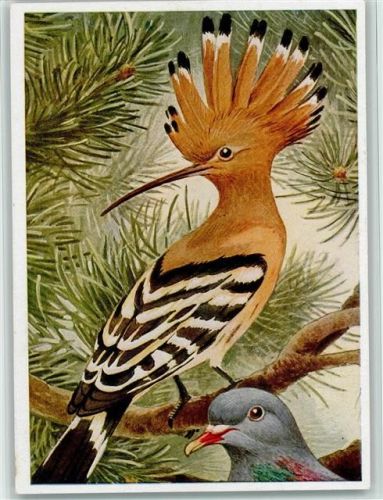 Wiedhopf und Hohltaubenkopf - Ausschnitt einer Bunttafel von Franz Murr in dem Buch "Vogelschutz gegen Insektenschaden in der Forstwirtschaft