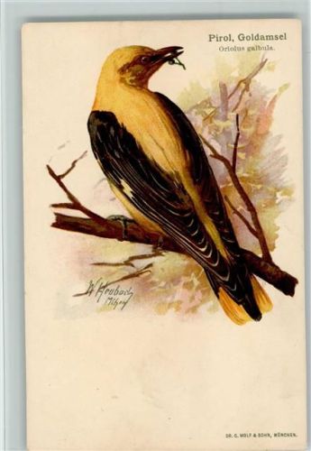 Pirol - sign Heubach - Verlag Verein für Vogelschutz in Bayern