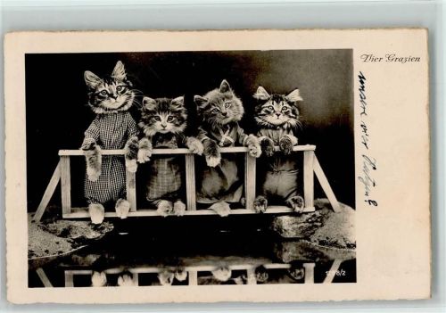 vermenschlicht - Vier Katzen in Kleidung Foto 1937 AK