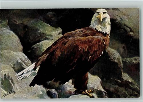 Tucks AK Serie Adler Nr. 584 B - sign Hans Schmidt