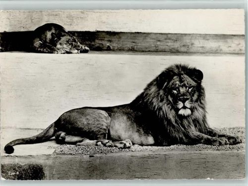 Zürich 1957 Zoo Nr. 8 - Löwen Felix und Regula AK