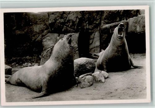 1936 Brüllende See-Elefanten, gute Erhaltung AK