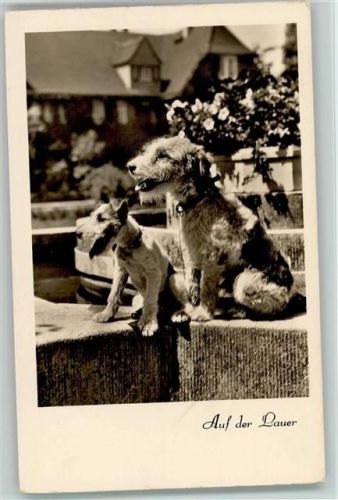 auf der Lauer Foto ca 1936 Amag Serie 67796-1 AK