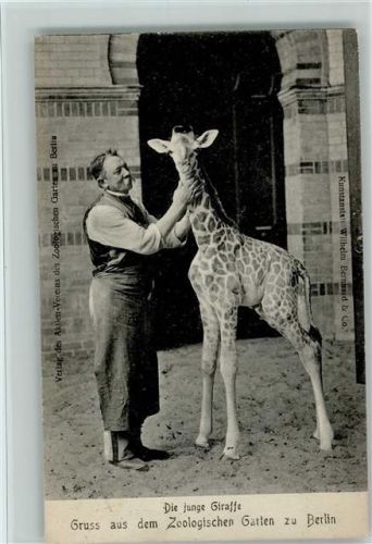1911 Junge Giraffe mit dem Tierpfleger AK