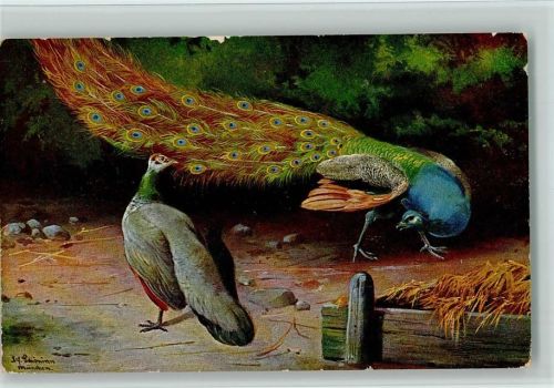 Peluba Serie 263 - Pfau