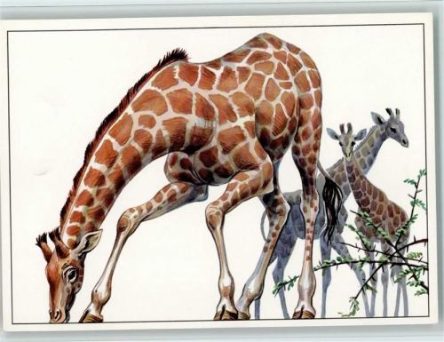 Angola Giraffe, Zeichnung Ziegler, Planet Verlag