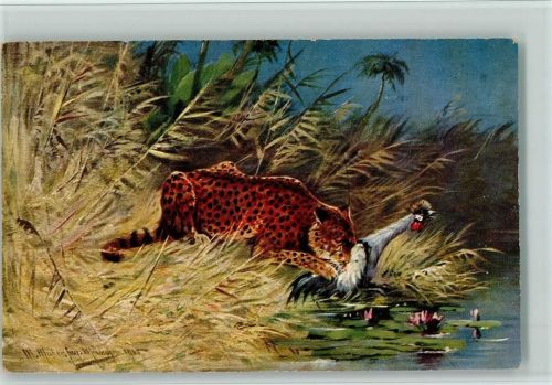 Raubkatzen - Jaguar mit seiner Beute , Serie 409 AK Gute Erhaltung