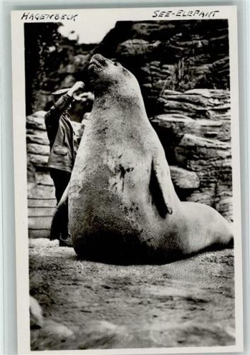 1925 Tierpfleger mit einem See Elefant - sehr gute Erhaltung AK