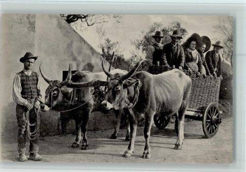 1910 Volkstypen Bauern - Ochsengespann - Costumi della Campagna Senese , Fotografin Lombardi - gute Erhaltung
