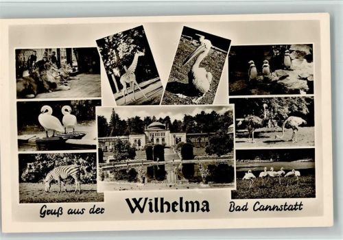 Wilhelma Bad Cannstatt - versch. Tiere 1955 Foto AK