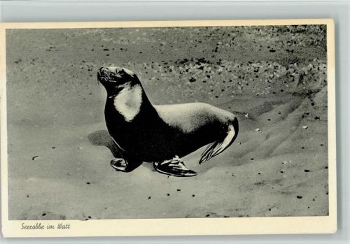 Seerobbe im Watt 1959 AK Westerland