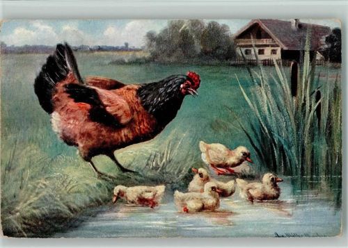 Huhn mit kleinen Küken geht schwimmen - Geflügel