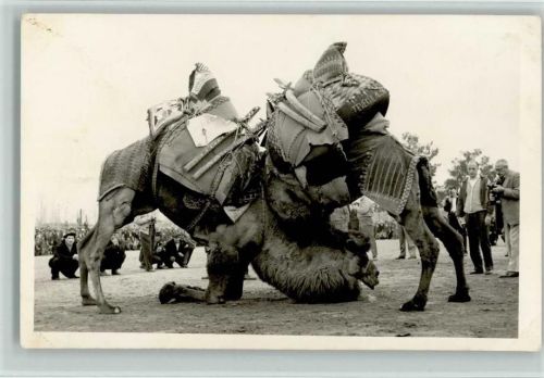 1960 Kamel wrestling - Fotoapparat AK