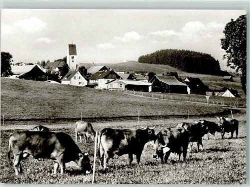 Herlazhofen Kühe