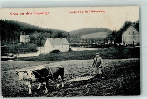 09619 O9215 Sayda 1913 - Landwirt bei der Feldbestellung Ochsen Ort lt. Stempel