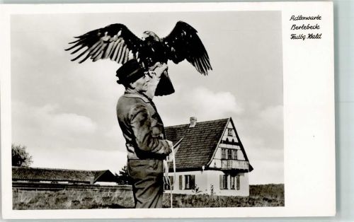 Berlebeck Adlerwarte Kaiseradler vor dem Abflug