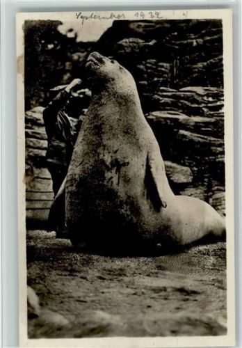 1932 See-Elefant Goliath wird gefüttert, AK