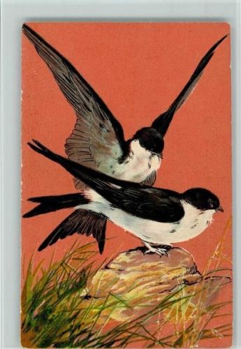 Verlag P.F.B. Serie 3498 - Schwalben werden flügge, gute Erhaltung AK
