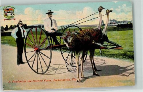 Jacksonville A Tandem at the Ostrich Farm