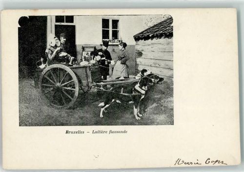 Brüssel 1902 Laitiere Flamande AK