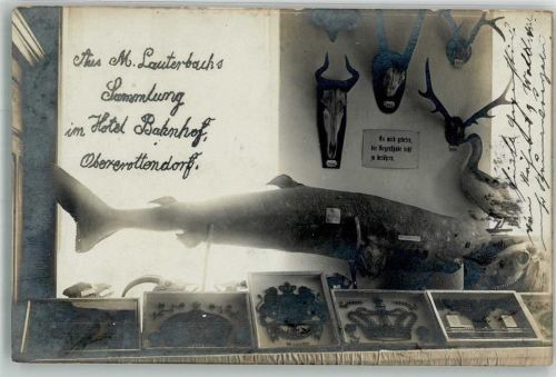 Oberottendorf 1911 Lauterbachs Sammlung im Hotel Bahnhof Präparation von Tieren Haifisch Geweihe Ente