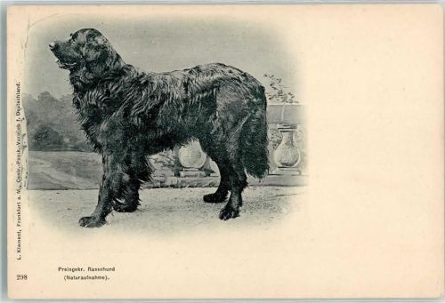 Preisgekrönter Rassehund Lichtdruck AK Großer Hund 1900