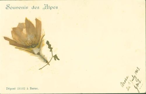 Arosa Echte getrocknete Alpenblume aufmontiert datiert 1903
