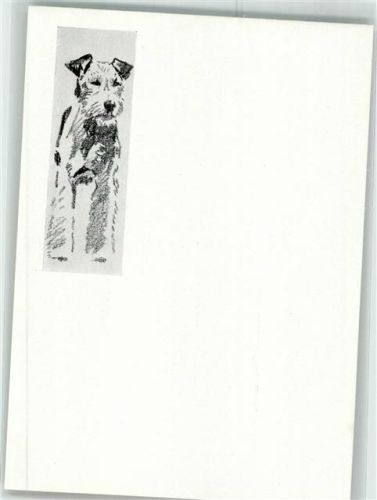 Foxterrier
