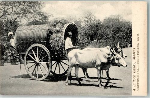Chennai Ochsengespann