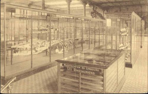 um 1910/20 Dinosaurierskelette im Naturhistorischen Museum Brüssel