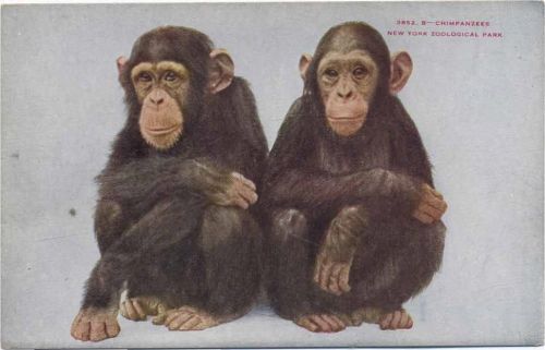 um 1910/20 2 Schimpansen. New York Zoological Park.,New York Zoological Society