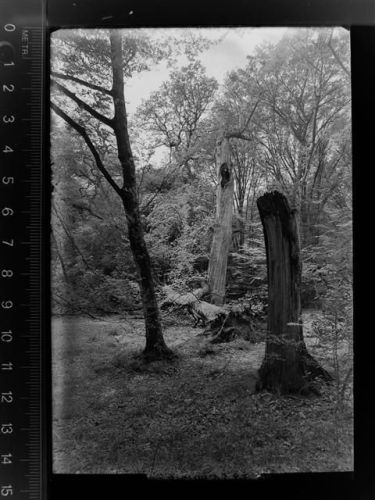 Bockhorn Neuenburger Urwald