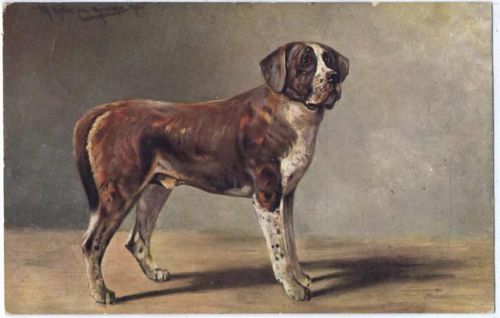 1907 Braun-weißer Hund, Rasse(), Künstler-AK, brown-white dog, race(), artist-card,sign. M. Müller, jun., München