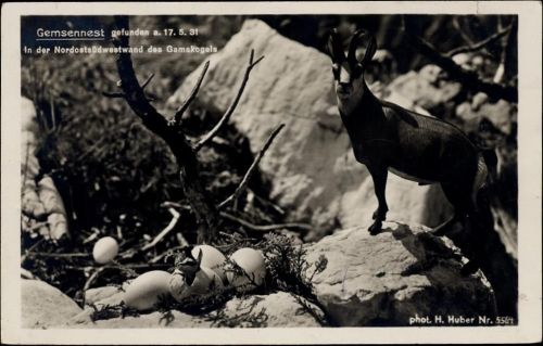 1935 Gemse mit Nest,Alpiner Kunstverlag Hans Huber