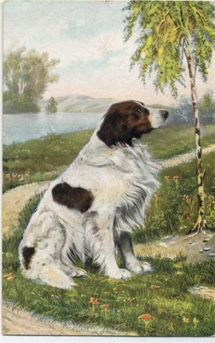 1907 Rassehund