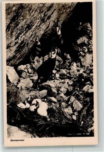 Gemsennest Original Zeitz-Photo Nr. 120