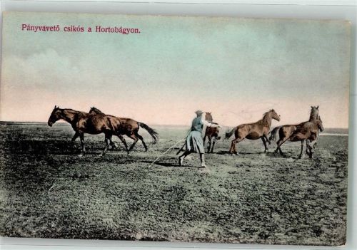 1906 Ungarischer Mann versucht Pferde mit dem Lasso einzufangen