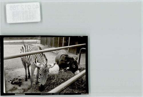 Erkheim Zoo Zebra Esel