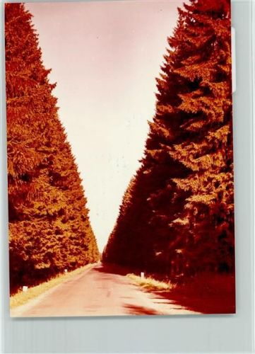 Neuhaus Landstraße im Wald